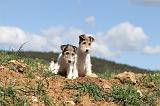 FOX TERRIER 129